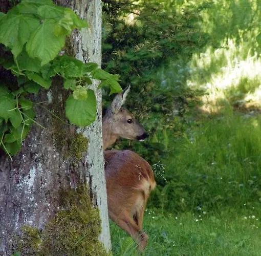Apartmán Eichenhof *